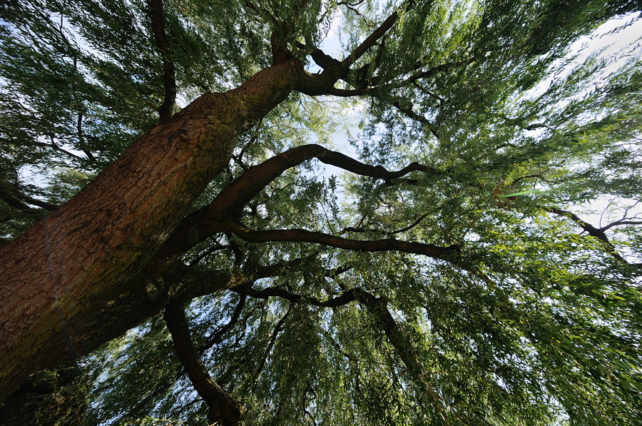 Alsterbaum