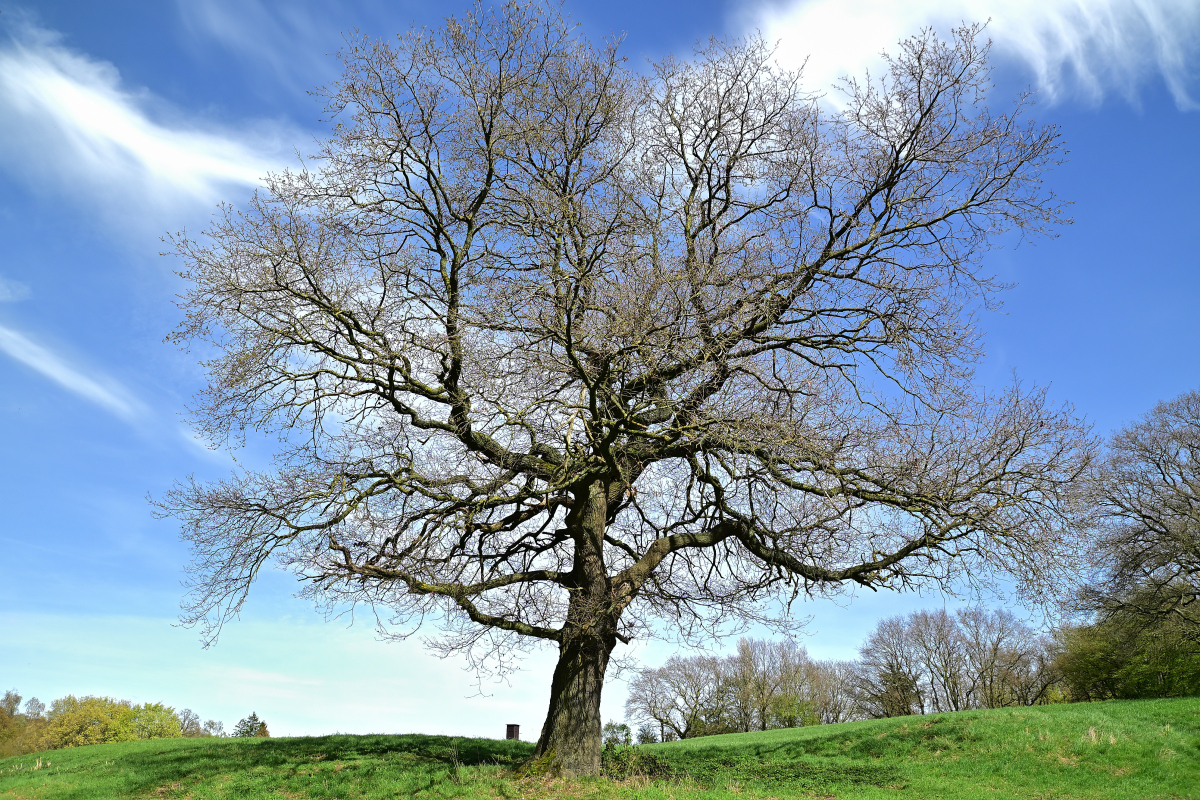 Alte Eiche