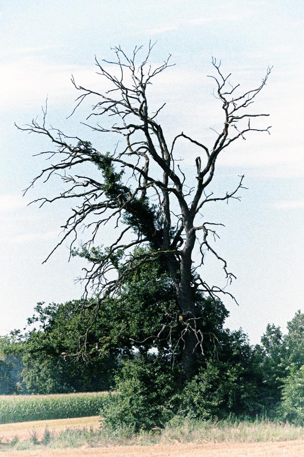 Alte Eiche_3.jpg