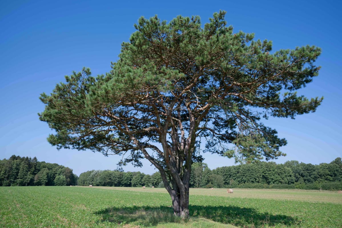Alte Feldkiefer 5.jpg
