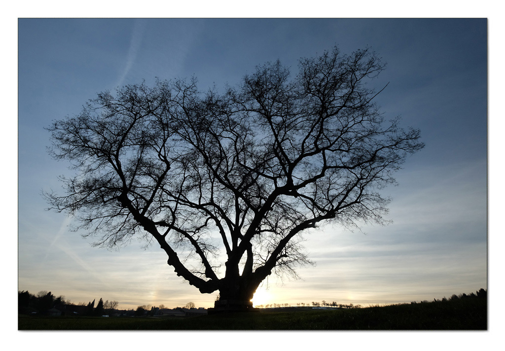 Alte Linde