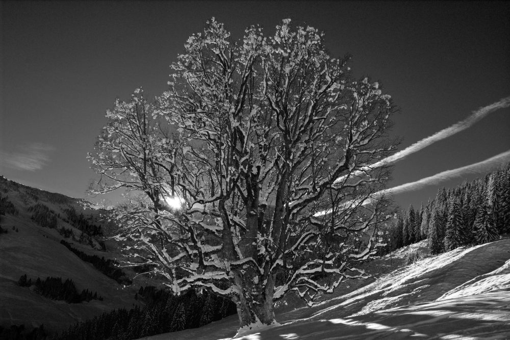 alter Baum im Gegenlicht