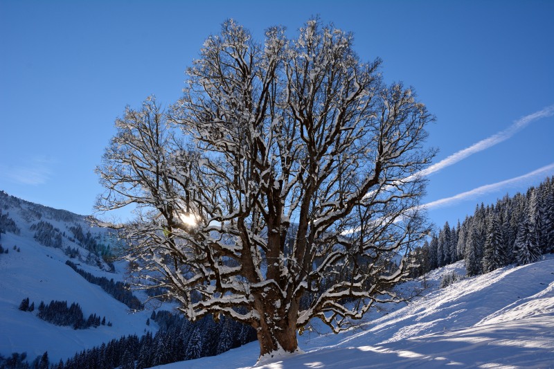 alter Baum in Farbe