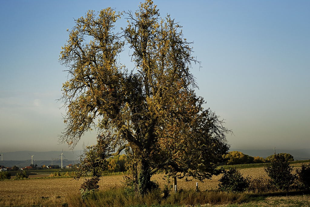 alter Birnbaum