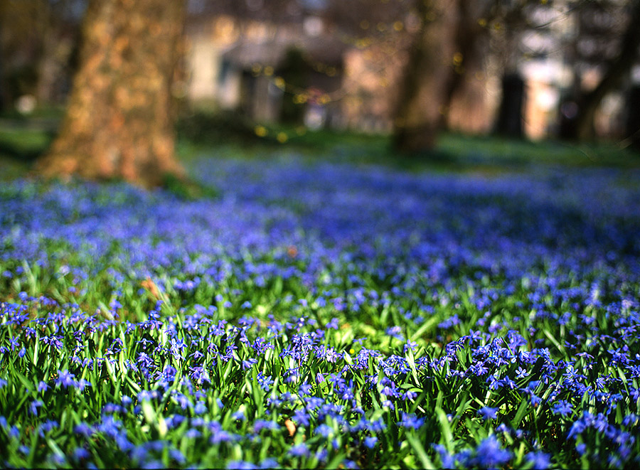 alter Nordfriedhof, München
Mamiya 645 ProTL
Sekor C 80/1.9 N
Fuji Velvia 50
Canoscan 8800F