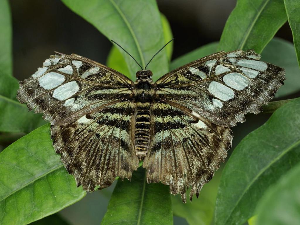 Alter Schmetterling 1970