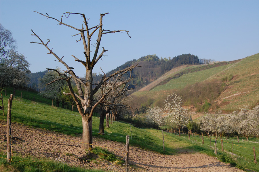 AlterBaum
