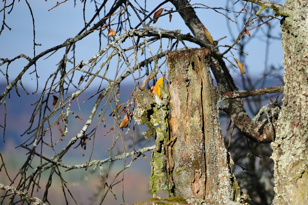 alterKirschbaum