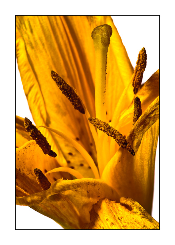 Alternde Lilienbluete 1