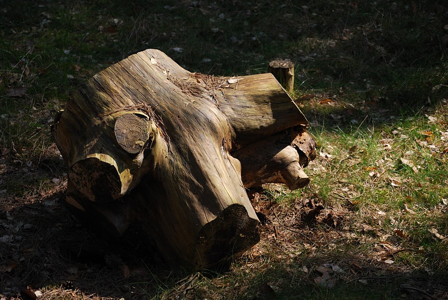 Altes Holz 3