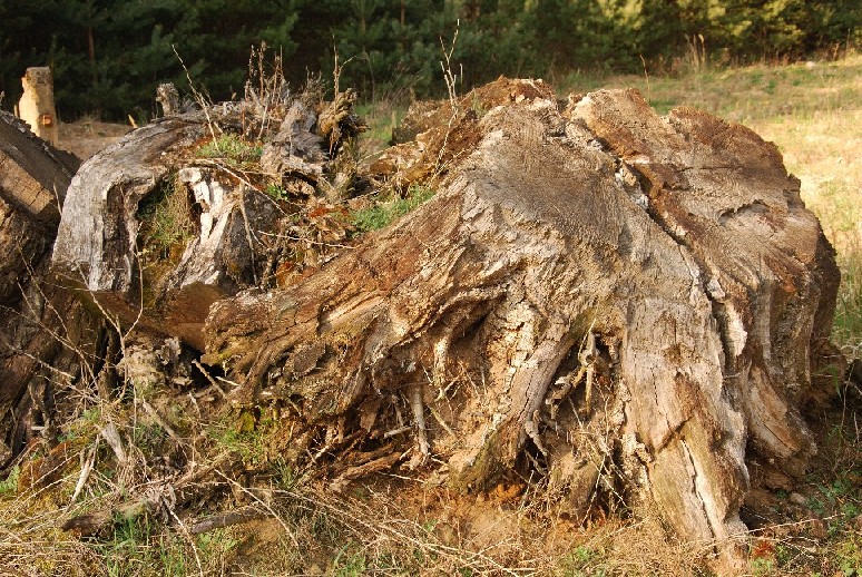 Altes Holz