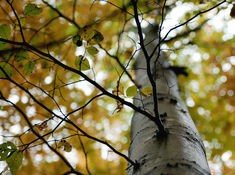 am Baum hoch1