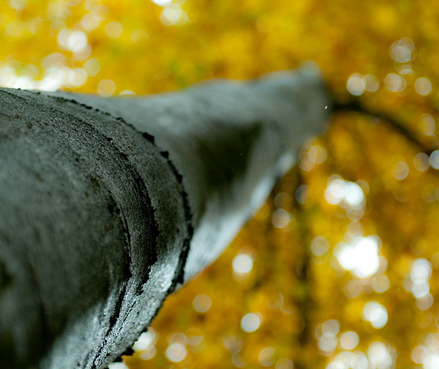 am Baum hoch2