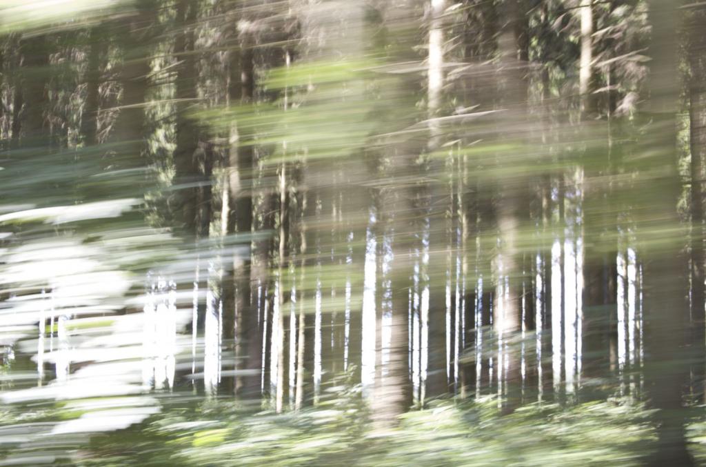 Am Wald vorbei ...