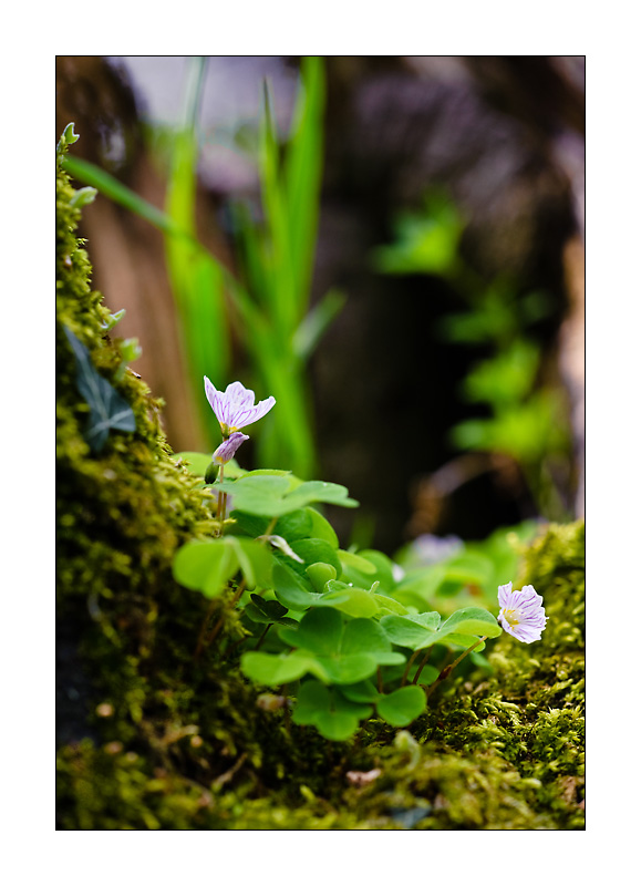 Am Waldboden 2
