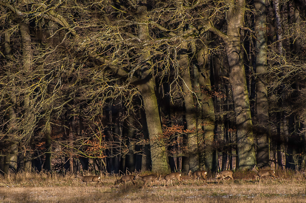 Am Waldrand (1 von 1).JPG