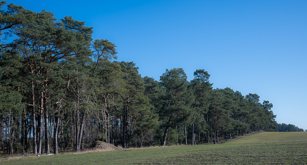 Am Waldrand (1 von 1).jpg
