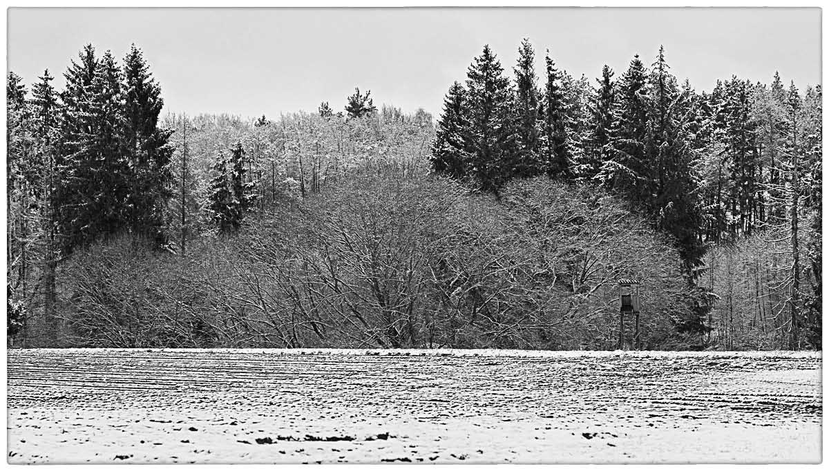 Am Waldrand 2_BW 2.jpg