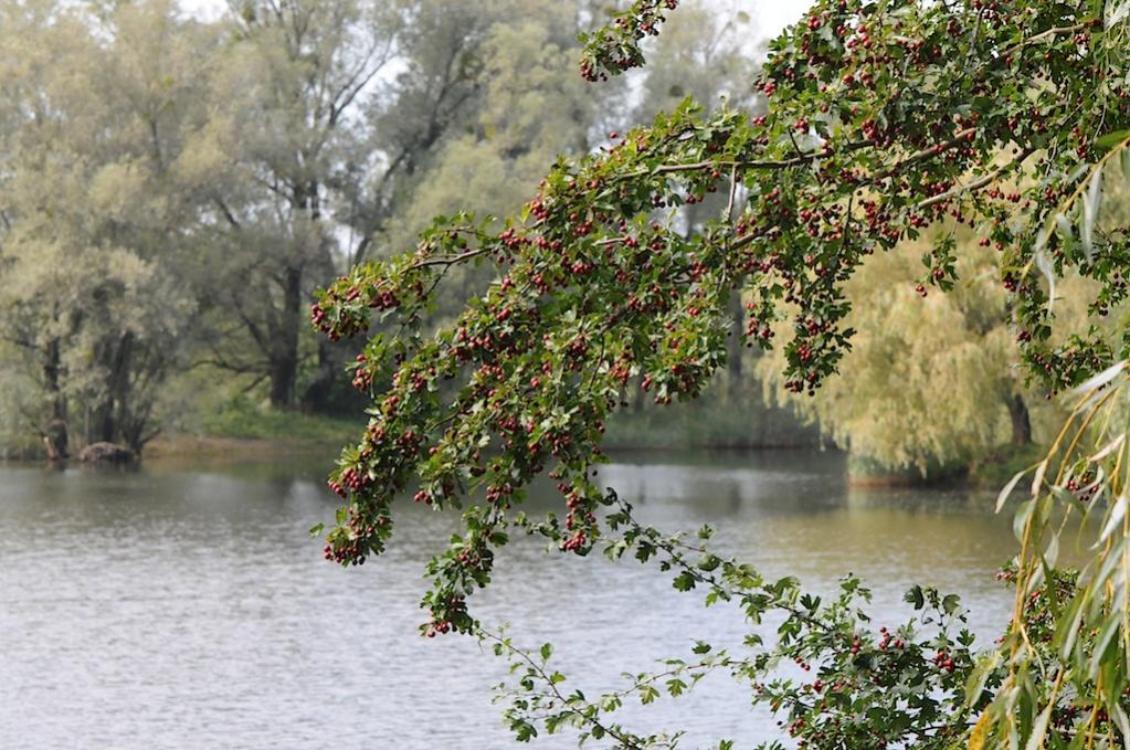 am Weiher