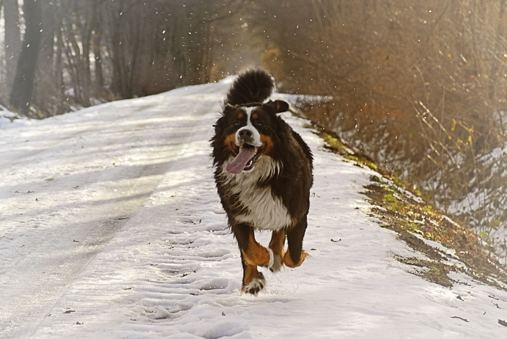 Amadeus im Schnee 002