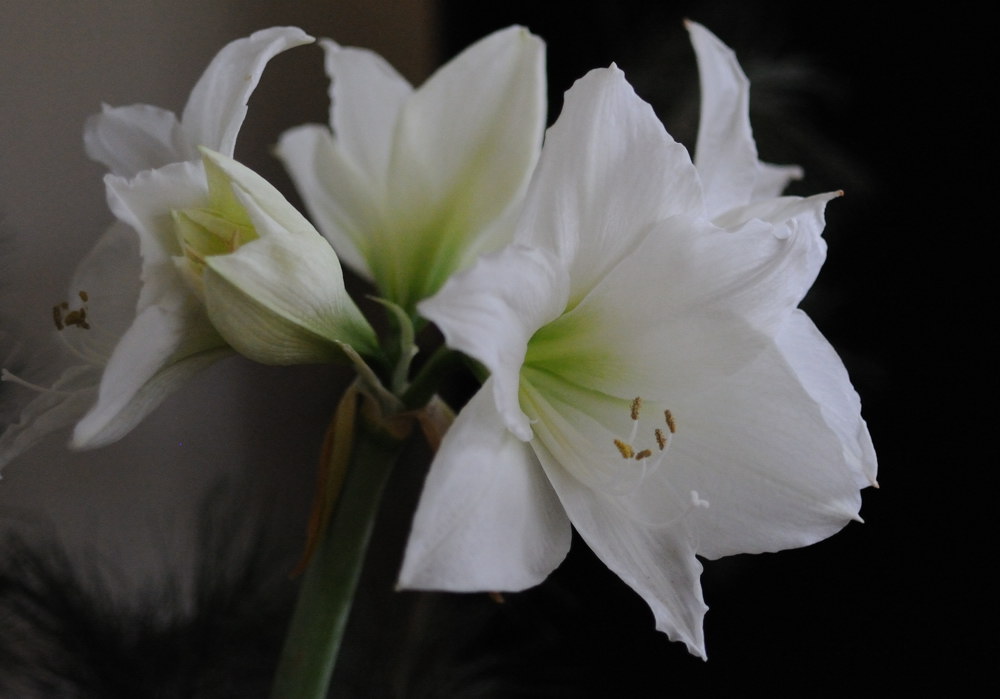 amaryllis 1 JKK 5636