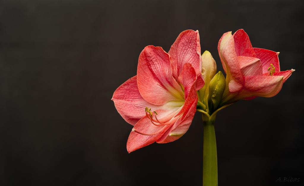 Amaryllis 1