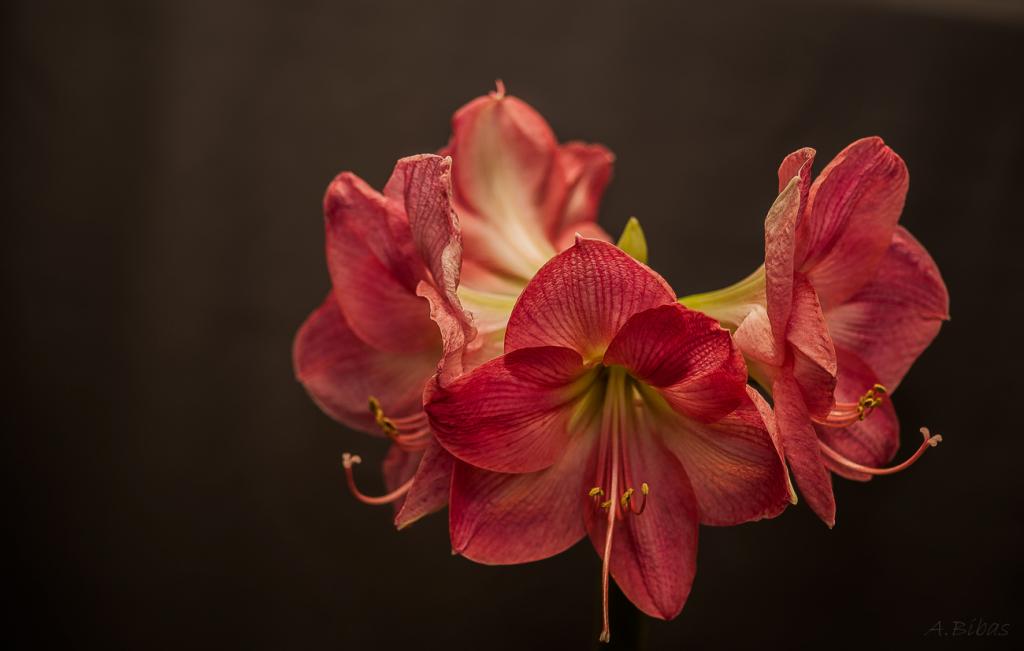 Amaryllis 2
