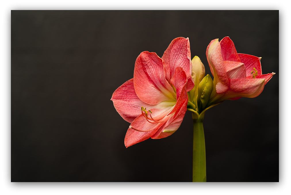 Amaryllis 2