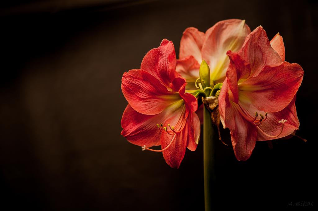 Amaryllis 3