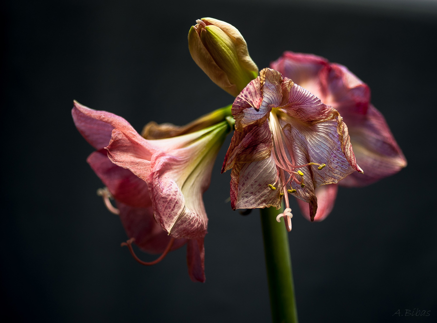 Amaryllis 4