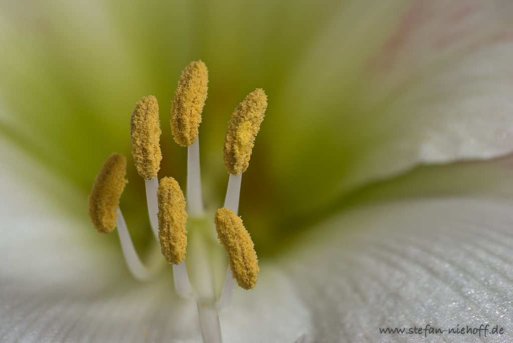 Amaryllis
D300s, Sigma 70-300 APO @ 300mm, ISO 100, 1/60s, f/11