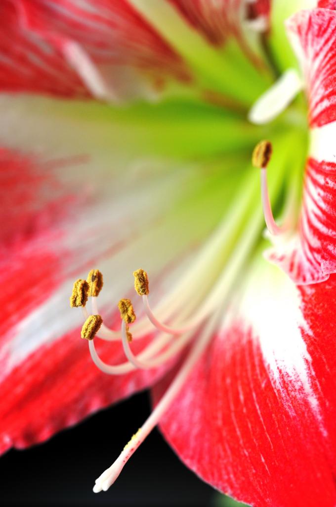 Amaryllis I