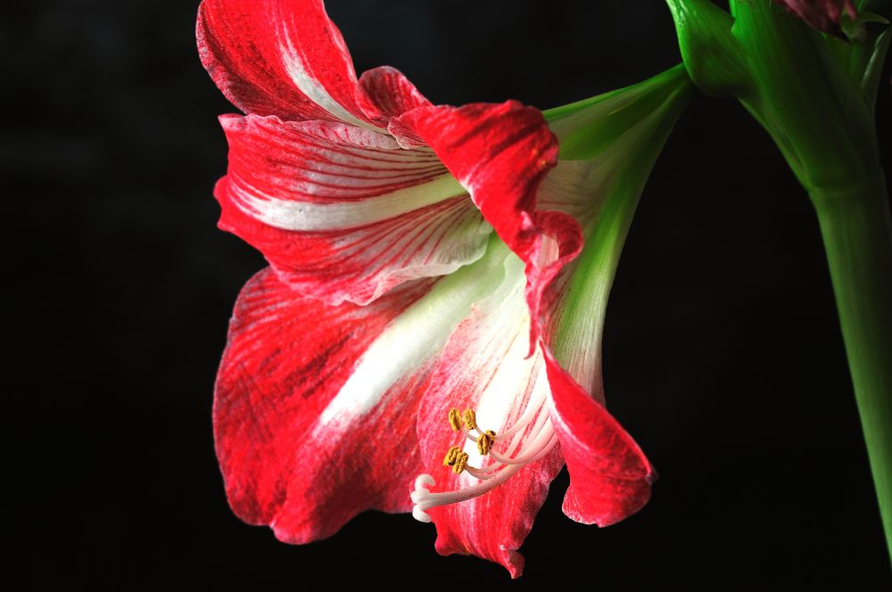 Amaryllis III