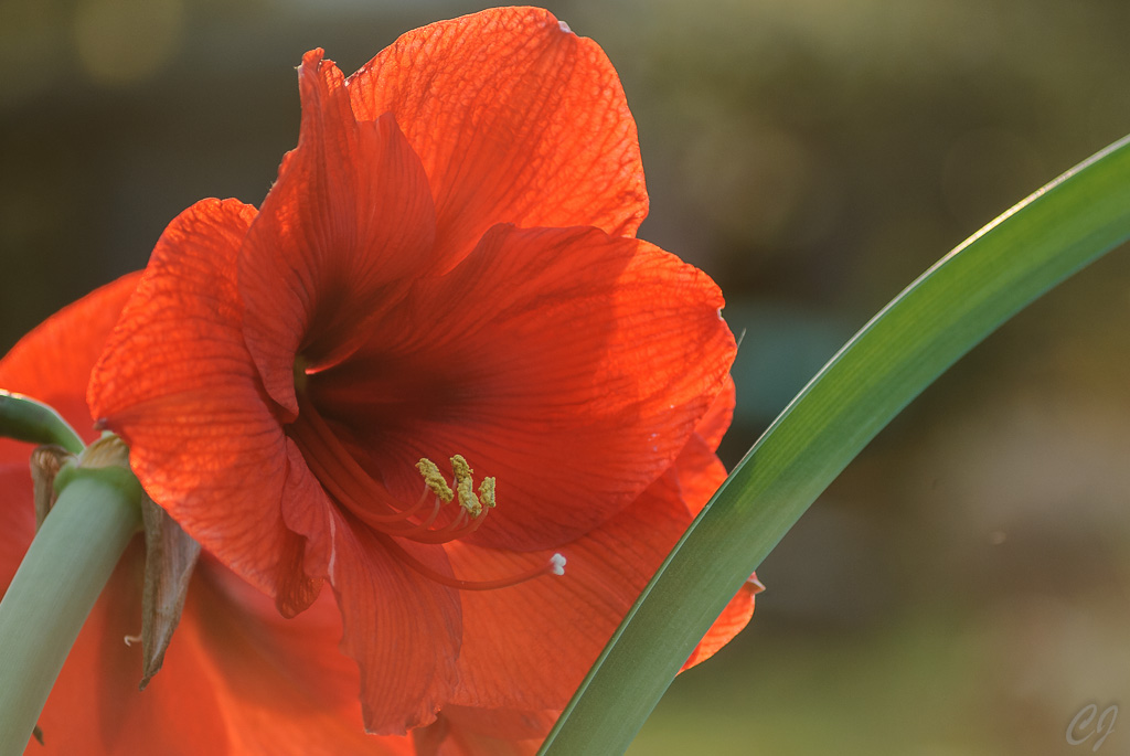 Amaryllis in der Abendsonne