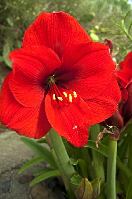 Amaryllis La Palma