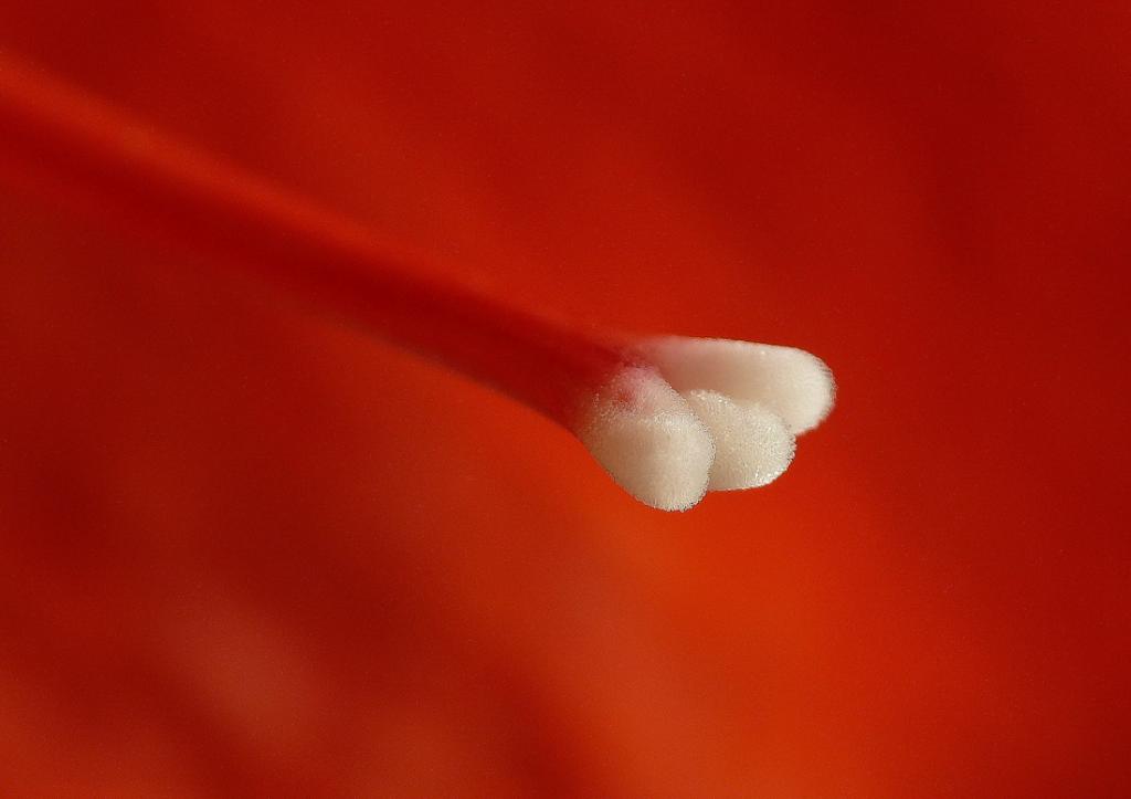 Amaryllis rot   kelch   macrotest