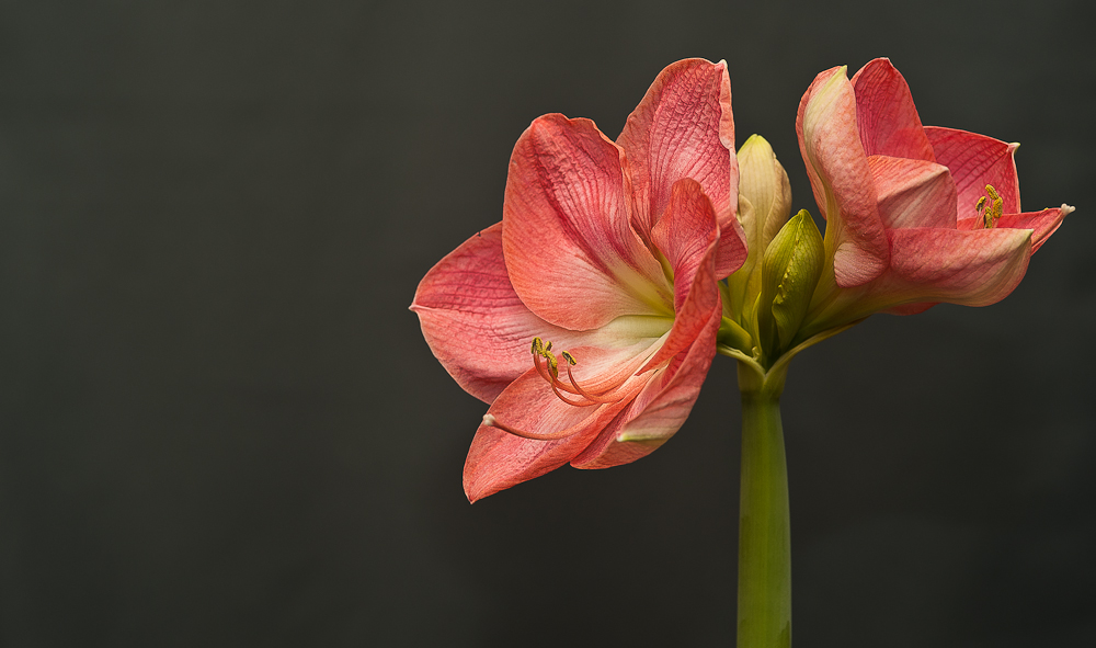 Amaryllis