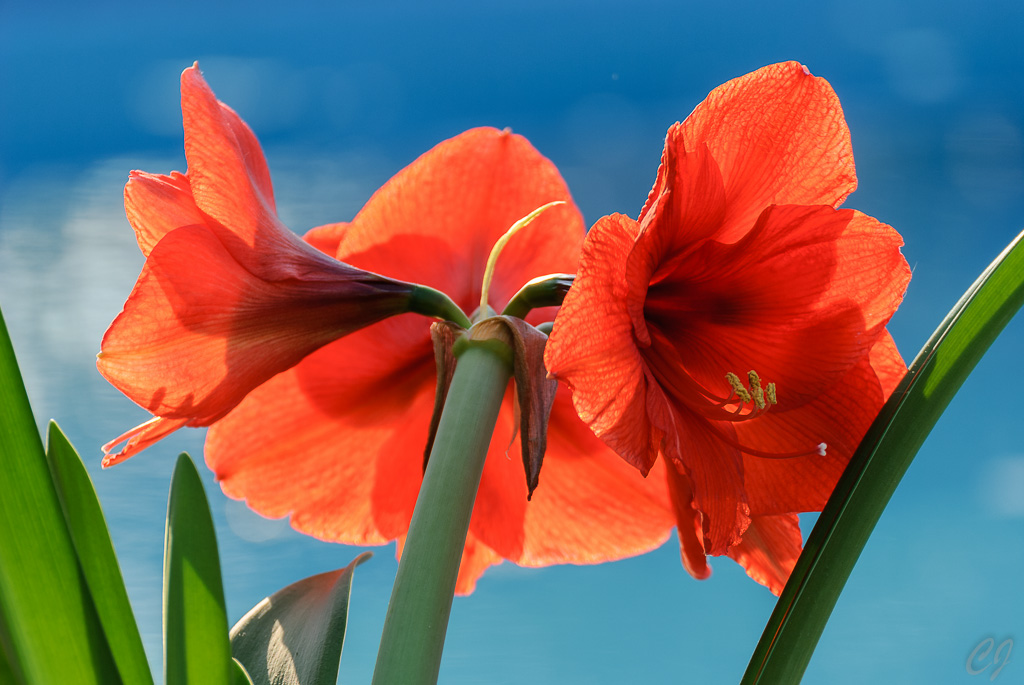 Amaryllis
