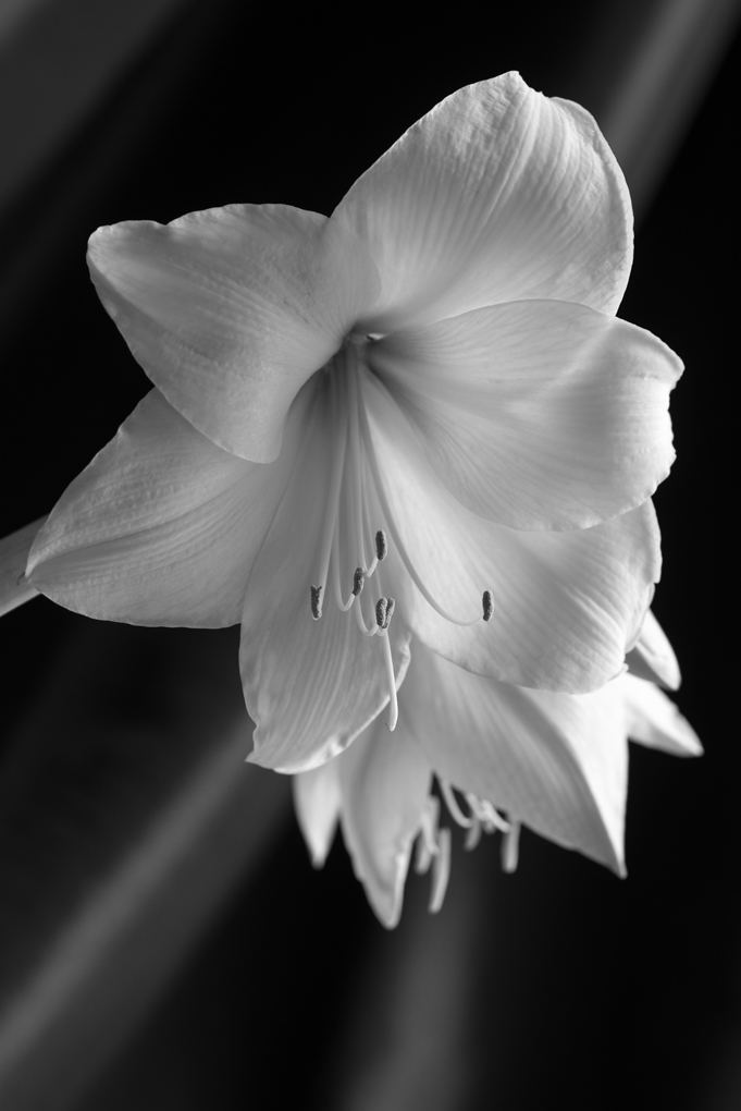 Amaryllis