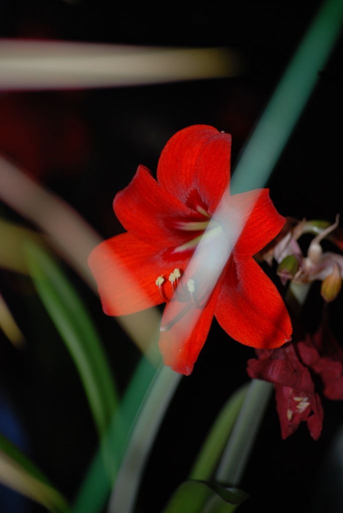 Amaryllis