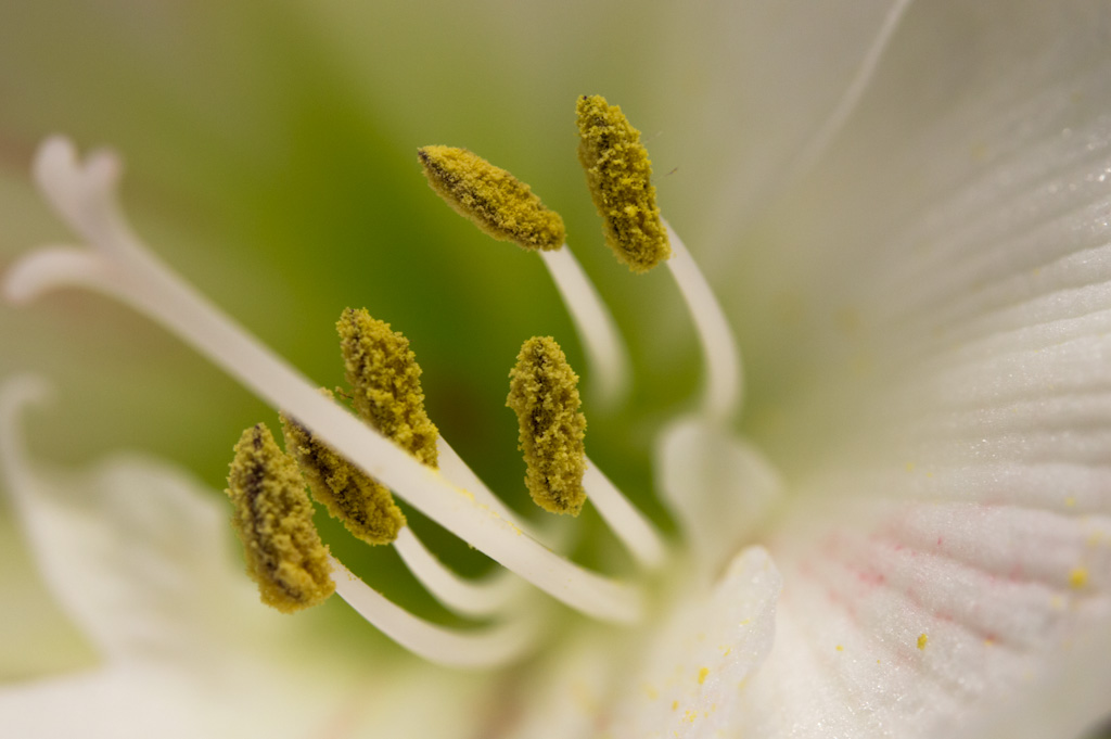 Amaryllis3