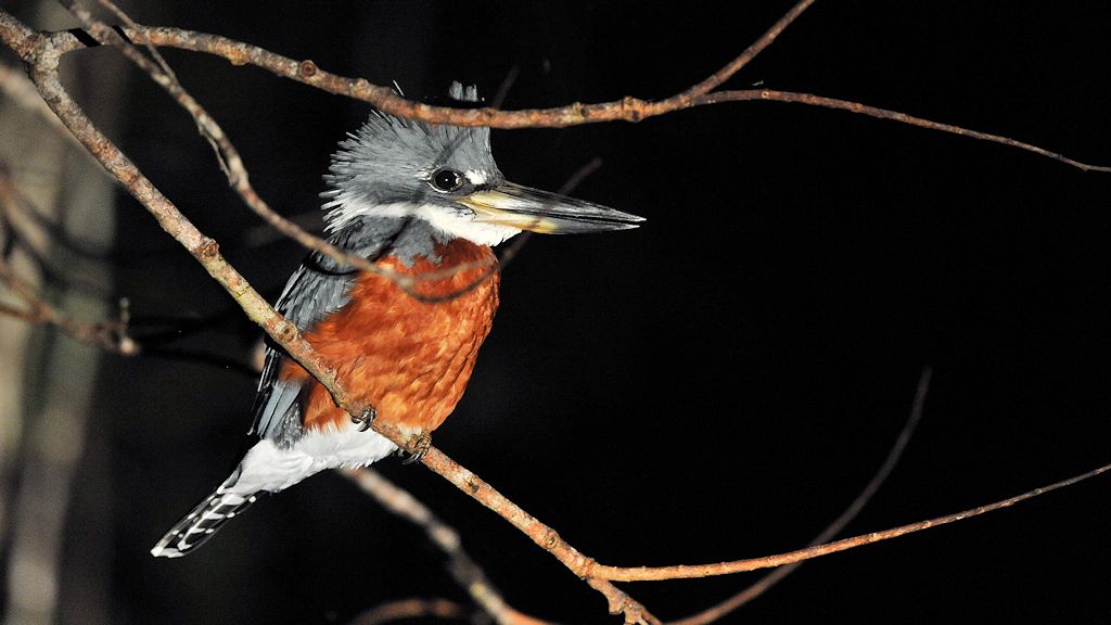 Amazonasfischer (Amazon Kingfisher)
Yupukari
3071