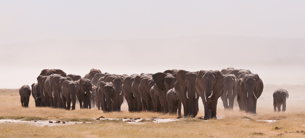 Amboseli 3303