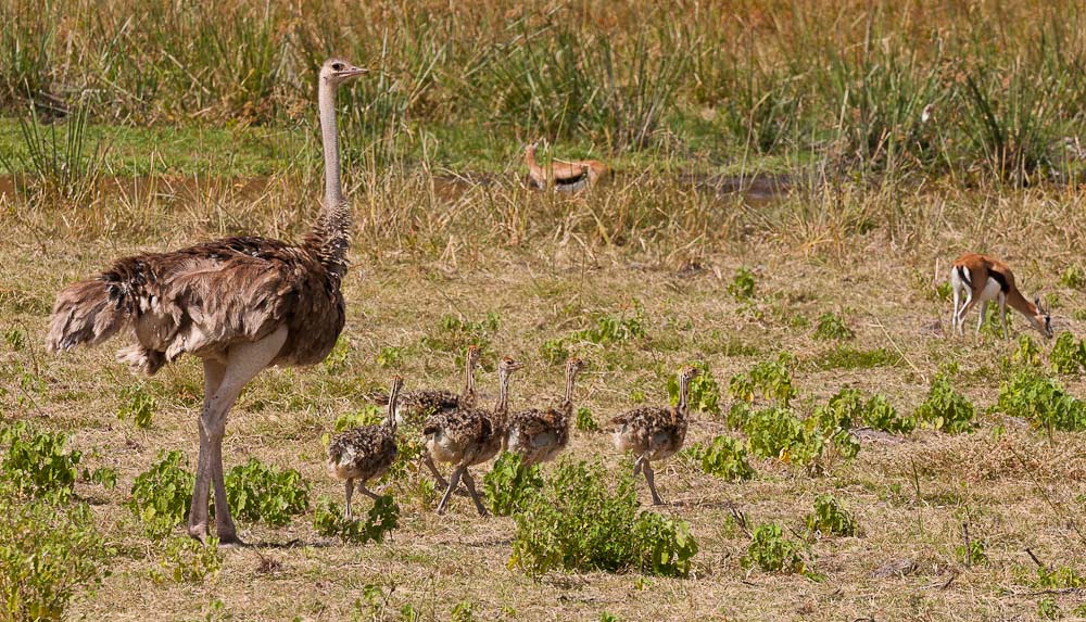 Amboseli 3461