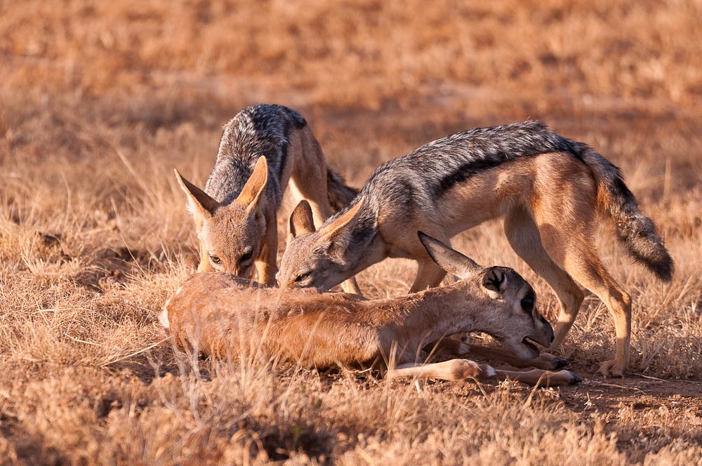Amboseli 3569