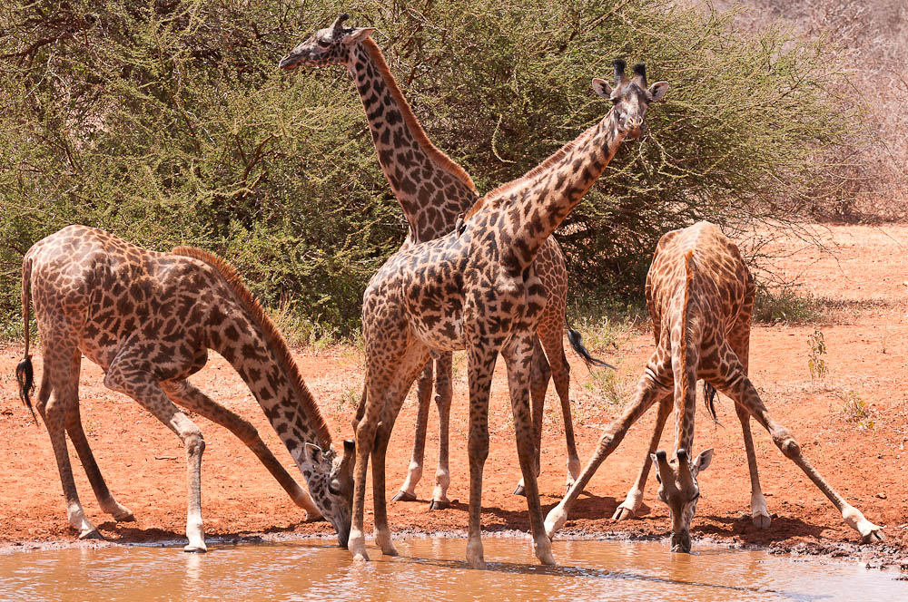Amboseli 3753