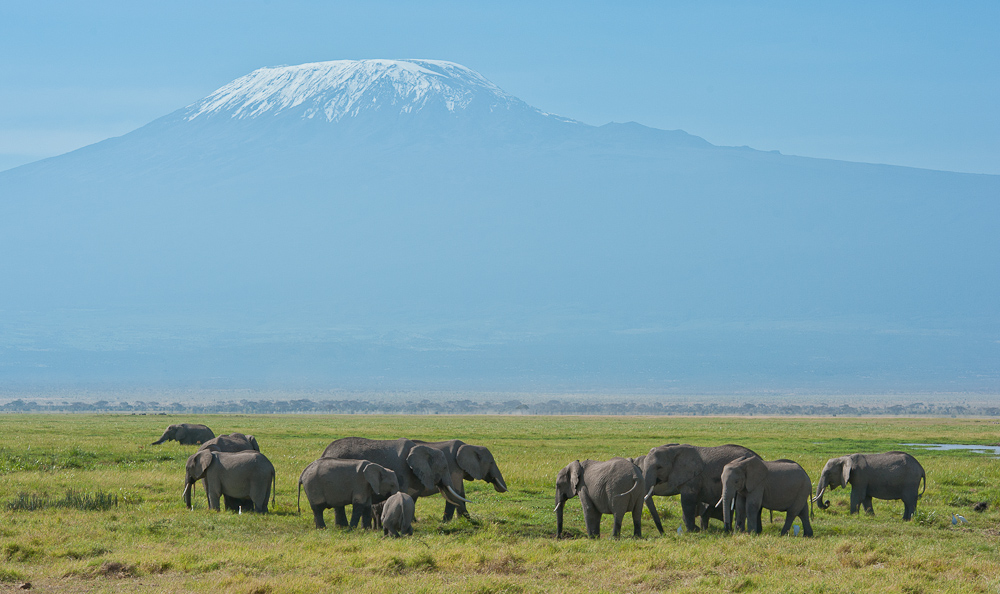 Amboseli 5875