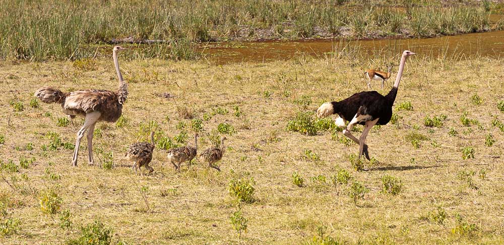 Amboseli 6042