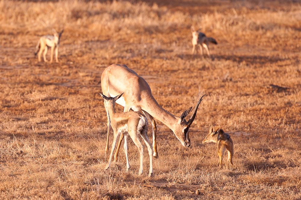 Amboseli 6129