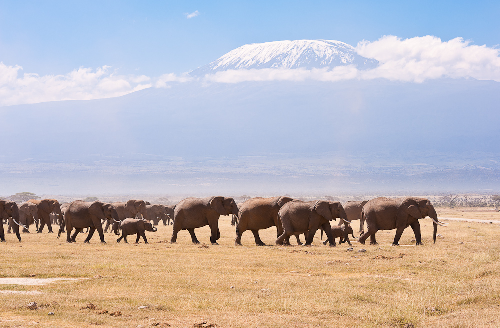 Amboseli 6271